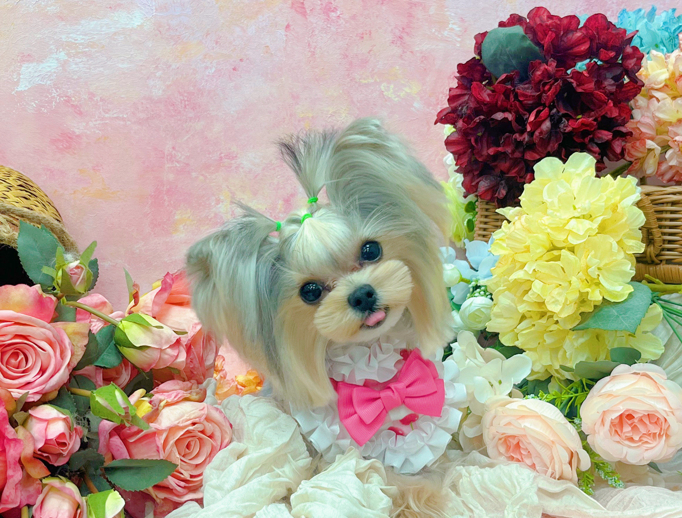 宠物造型的艺术感