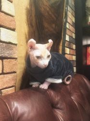 -京都墨客刺青