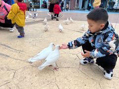 -芜湖新华联大白鲸海洋公园