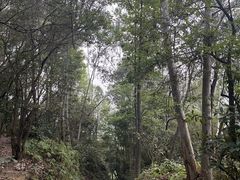 -火炉山森林公园