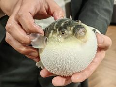 -肆月河豚·新淮扬(金融街店)