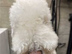 -帕帕拉兹宠物(亚洲旗舰店)