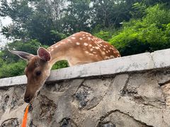 -大连森林动物园