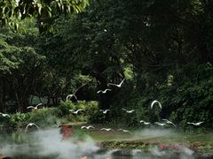 -广州长隆飞鸟乐园