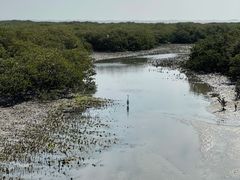 -北海金海湾红树林生态旅游区