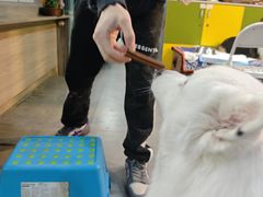 -严国平动物医院(德政总院)