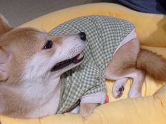 -逗柴咖啡屋·狗咖猫咖宠物桌游