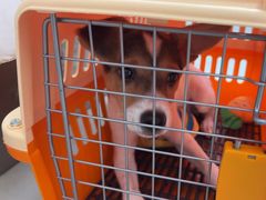 -爱侣宠医·鹦鹉专科·小型哺乳类·异宠专科(灵石路店)