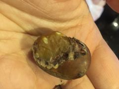 -阿男野栗王(金门路店)