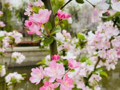 -海棠花溪(元大都城垣遗址公园)