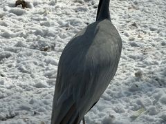 -青藏高原野生动物园