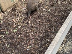 -费瑟代尔野生动物园