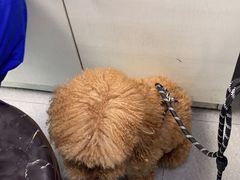 -芭比堂动物医院·心脏专科·夜诊·吉雅分院