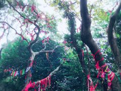 -普陀山风景区-佛顶山