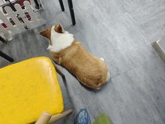 -汪说·狗咖(旺城大厦店)