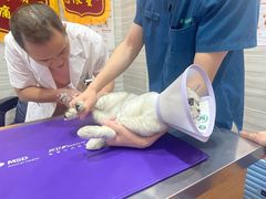 -瑞派名望志远动物医院·猫科·內科·异宠专科(直港大道店)