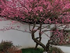 -杭州植物园