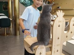 -飞行喵MR PILOT|猫舍·猫咖(静安大融城店)