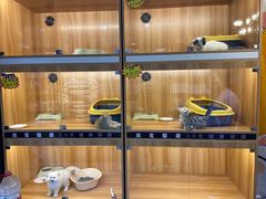 -欣宠猫屋·矮脚拿破仑·蓝金金渐层