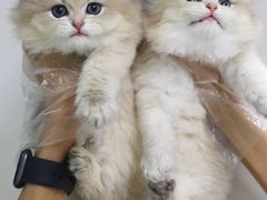 -lincat·猫舍(广州店)