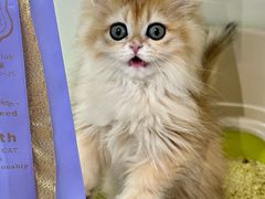 -青奢宠物·青奢猫舍