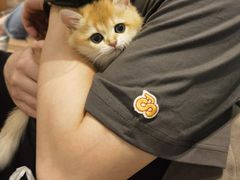 -袖虎·猫馆(体育西路店)