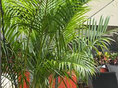 -百味馆·粤菜·湛江菜(后海花园店)