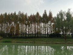 -贡湖湾湿地公园