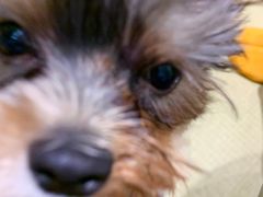 -逗柴咖啡屋·狗咖猫咖宠物桌游