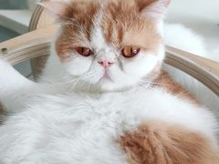 -飞行喵MR PILOT|猫舍·猫咖(静安大融城店)