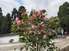 -云南民族村