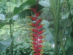 -中国科学院西双版纳热带植物园