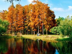 -上海共青森林公园