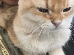 -琪喵猫屋·撸猫猫咖·猫舍