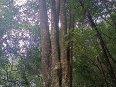 -广州市石门国家森林公园