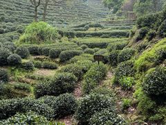 -十八棵（老龙井）御茶园(老龙井店)