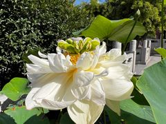-西安大兴善寺