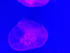 -芜湖新华联大白鲸海洋公园