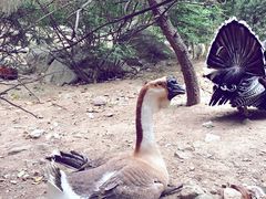 -西安秦岭野生动物园