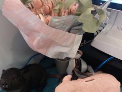 -WHEN PIGS FLY当猪飞