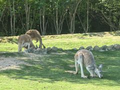 -泉州海丝野生动物世界