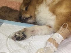 -美联众合动物医院·24h转诊中心