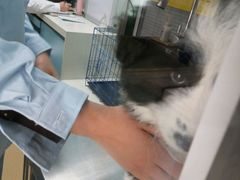 -瑞派·关忠动物医院·猫专科·犬专科(三环新城店)