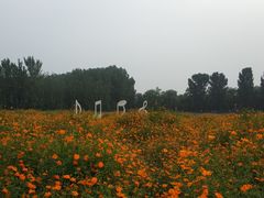 -北京东方普罗旺斯薰衣草庄园