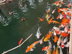 -南宫五洲植物乐园