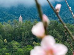 -深圳仙湖植物园