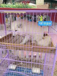 -上美四季动物农场