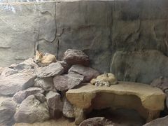 -广州长隆飞鸟乐园