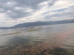 -才村湿地公园