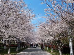 -高东镇樱花园